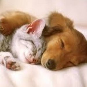 Meet your Posher, Kira